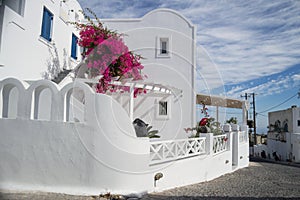 Whitewashed Houses and Pink Flowers, Santorini, Cyclades, Greece