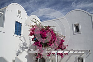 Whitewashed Houses and Pink Flowers, Santorini, Cyclades, Greece