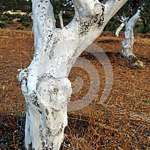 Whitewashed Olive Tree