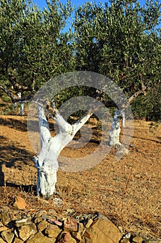 Whitewashed Olive Tree