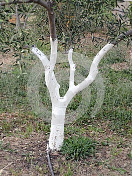 Whitewashed Olive Tree Trunk