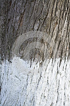 Whitewashed tree trunk