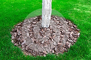 Whitewashed tree trunks mulching a bark of a tree trunk.
