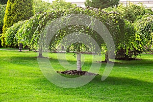 Whitewashed tree trunks mulching a bark.