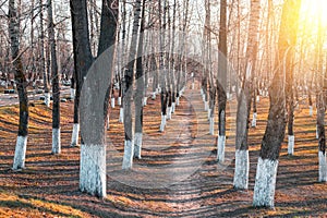 Whitewashed trees in park. White-washed tree trunks in a park on autumn sunny day