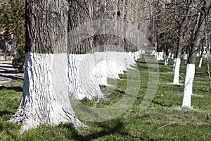 Whitewashed trees - RAW format