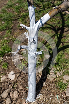 Whitewashed trunk of a young apple tree