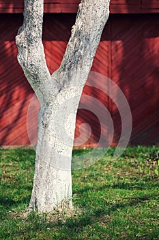 Whitewashed wood trunk