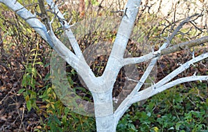Whitewashing apple tree trunk in autumn