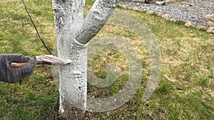 Whitewashing a cherry tree with a brush close-up. Limewash painted in trunk. Gardener protecting bark with white paint