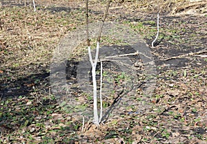 Whitewashing fruit tree garden. Painting tree in white color prevents the bark from heating too much under the spring sun