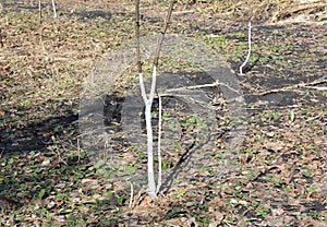 Whitewashing fruit tree garden. Painting tree in white color prevents the bark from heating too much under the spring sun photo