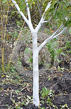 Whitewashing fruit tree. Painting tree in white color prevents the bark from heating too much photo