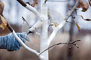 Whitewashing of fruit trees in autumn garden, gardener hand with brush painting apple tree with whitewash