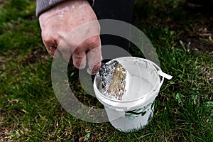 Whitewashing of fruit trees in spring. Care of the garden. Hand with a brush paints a tree to protect it from harmful insects.