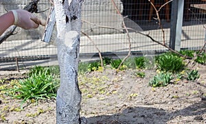 Whitewashing fruit trees in spring. A hand paints a tree with a brush to protect it from harmful insects