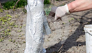 Whitewashing fruit trees in spring. A hand paints a tree with a brush to protect it from harmful insects