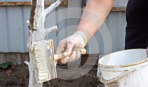 Whitewashing fruit trees in spring. A hand paints a tree with a brush to protect it from harmful insects