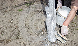 Whitewashing fruit trees in spring. A hand paints a tree with a brush to protect it from harmful insects