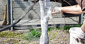 Whitewashing fruit trees in spring. A hand paints a tree with a brush to protect it from harmful insects