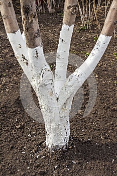 Whitewashing garden trees photo