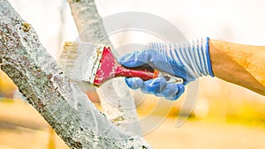 Whitewashing tree in spring.  Work white brush. Paint the bark fruit tree. Paint brush. Springtime work in a garden. Spring cleani photo