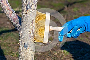 Whitewashing trees with lime to protect against disease and pests_