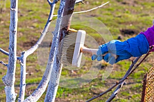 Whitewashing trees with lime to protect against disease and pests photo