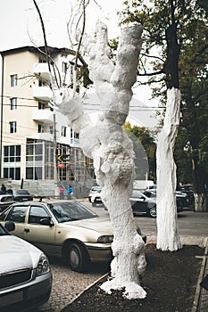 whitewashing of trees photo