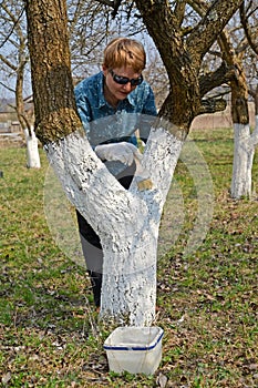 Whitewashing of a trunk of a fruit tree. Spring works in a garden