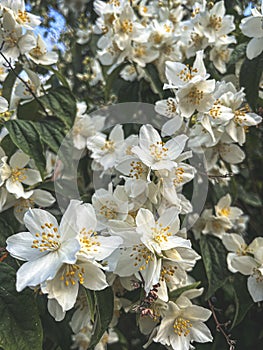 The whitewhite flowers in the garden bloom beautiful