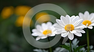 White and Yellow Minimal Aesthetic