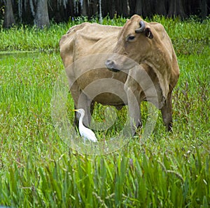 Whithe heron and cow