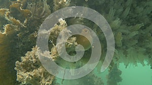 Whiting Fish Swimming Around Seaweed, Sea Sponge and Sea Squirts Underwater, County Dublin