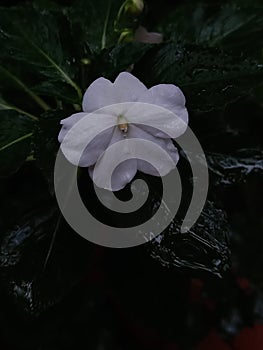 Whitish Anthurium Flower photo