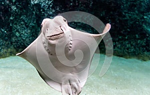 Whitish belly of Cownose ray Rhinoptera bonasus