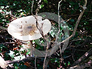 Whitish fungus and branches