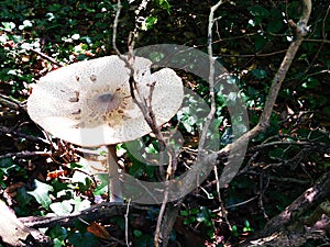 Whitish fungus and branches photo