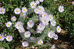 Whitish pink flowers of Michaelmas daisies