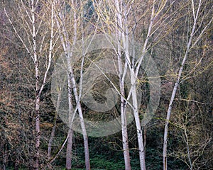 Whitish trunks of elms stand out against the dark background of the forest photo