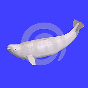 Whitle juvenilie beluga whale