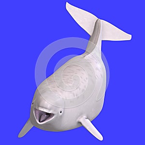 Whitle juvenilie beluga whale