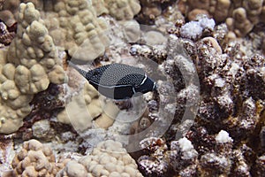 Whitley`s Boxfish on Coral Reef