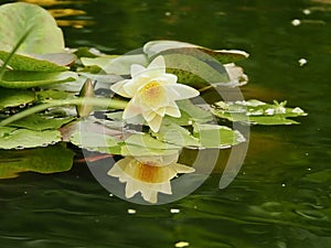 Whitte Water Lily With Green Lily Pads