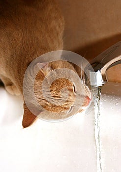 Who is afraid of water? photo