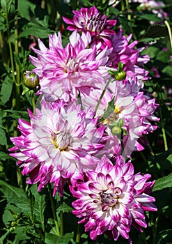 Who dun it sort of asteraceae bouquet of a lot of large purple flowers