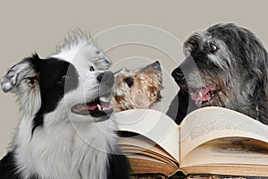 Three dogs discuss the content of a book