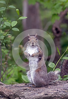 Who me? surprised squirrel looking in camera