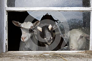 Who's Looking at Whom