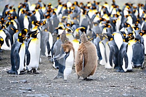 Who`s taller? King Penguins, juvenile and chick penguin in front of colony. Courtship behavior, Salisbury Plain, South Georgia